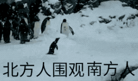1605681939323069.gif