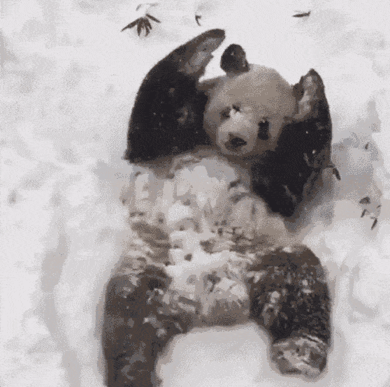 05.gif