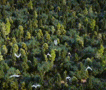 1611303133951482.gif